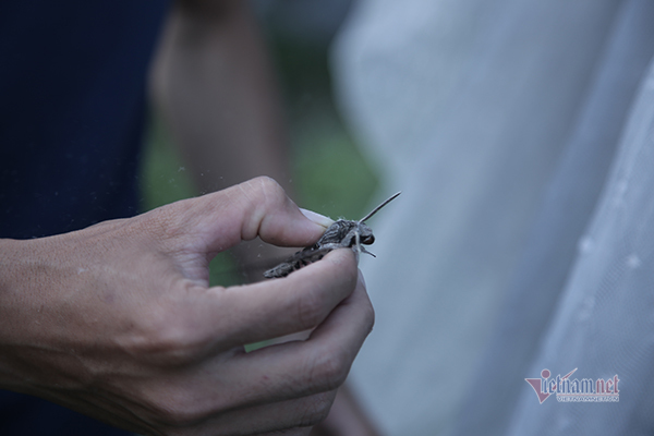 Đồi cam 6 tỷ kỳ lạ nhất Việt Nam, 2.000 cây mắc màn trắng cả rừng-7