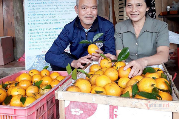 Đồi cam 6 tỷ kỳ lạ nhất Việt Nam, 2.000 cây mắc màn trắng cả rừng-8