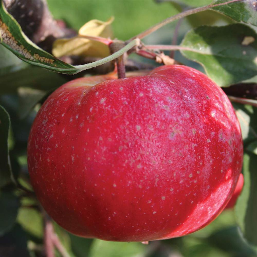 Chị em phấn khích với giống táo vỏ đỏ, ruột cũng đỏ mà lại không phải là quả biến đổi gen-5