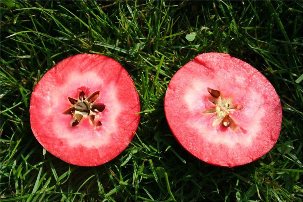 Chị em phấn khích với giống táo vỏ đỏ, ruột cũng đỏ mà lại không phải là quả biến đổi gen-8