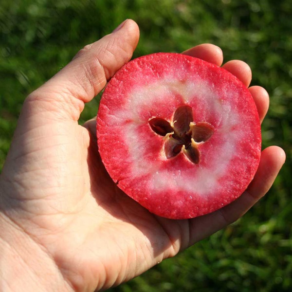 Chị em phấn khích với giống táo vỏ đỏ, ruột cũng đỏ mà lại không phải là quả biến đổi gen-2