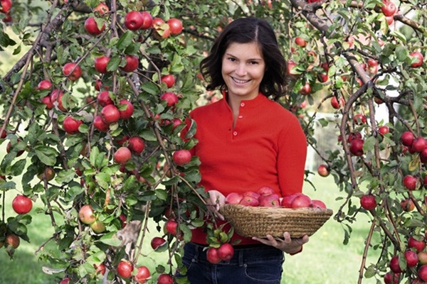 Chị em phấn khích với giống táo vỏ đỏ, ruột cũng đỏ mà lại không phải là quả biến đổi gen-7