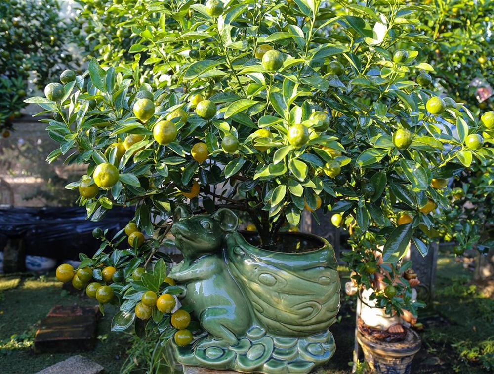 Kiếm hàng trăm triệu nhờ trồng quất cảnh 12 con giáp-3