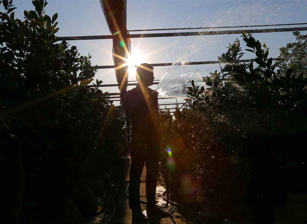 Kiếm hàng trăm triệu nhờ trồng quất cảnh 12 con giáp-5