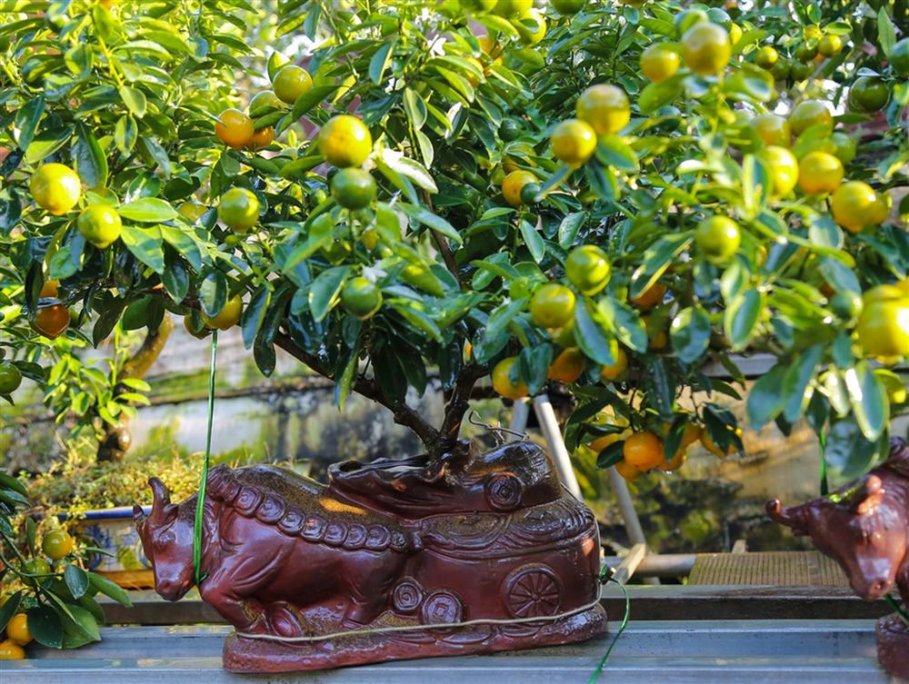 Kiếm hàng trăm triệu nhờ trồng quất cảnh 12 con giáp-12