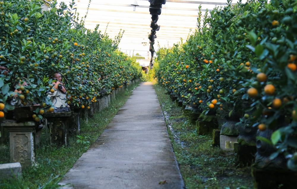 Kiếm hàng trăm triệu nhờ trồng quất cảnh 12 con giáp-1