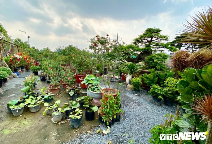 Cặp đôi siêu cây cảnh me - tường vi ế chỏng chơ sau nhiều năm hét giá gần 5 tỷ-2