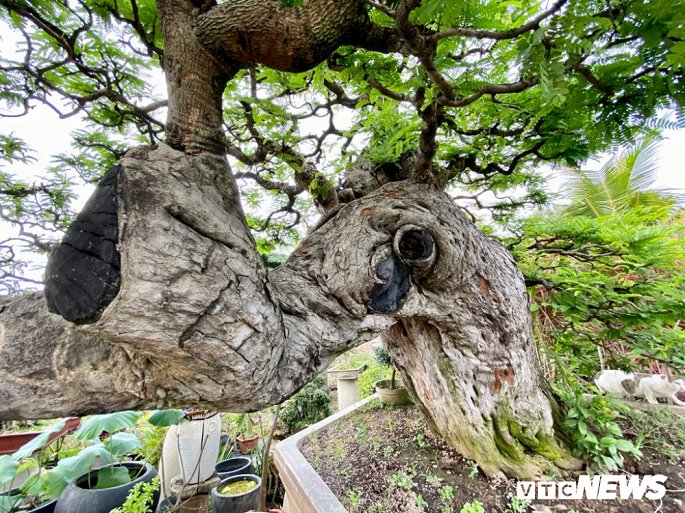 Cặp đôi siêu cây cảnh me - tường vi ế chỏng chơ sau nhiều năm hét giá gần 5 tỷ-3