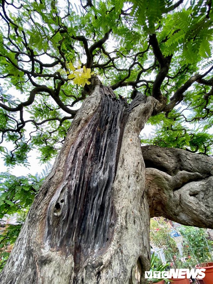 Cặp đôi siêu cây cảnh me - tường vi ế chỏng chơ sau nhiều năm hét giá gần 5 tỷ-4