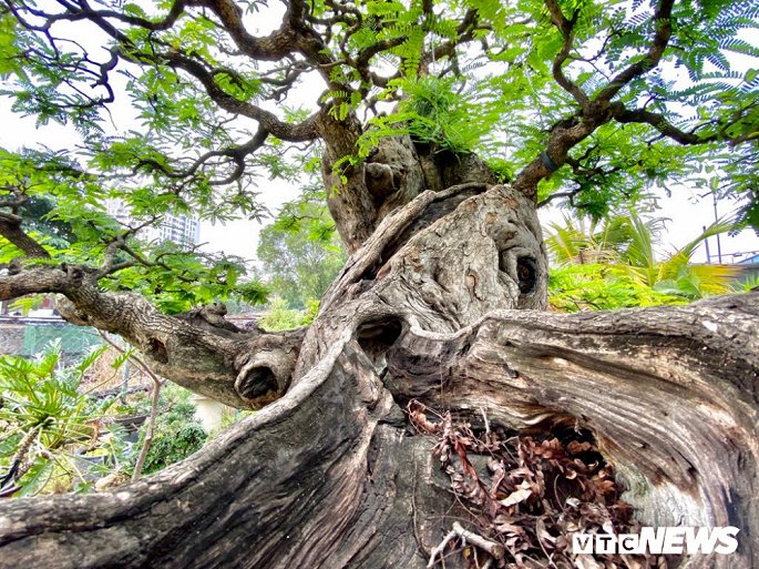 Cặp đôi siêu cây cảnh me - tường vi ế chỏng chơ sau nhiều năm hét giá gần 5 tỷ-5