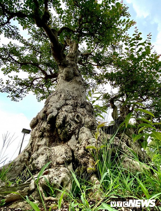 Cặp đôi siêu cây cảnh me - tường vi ế chỏng chơ sau nhiều năm hét giá gần 5 tỷ-10