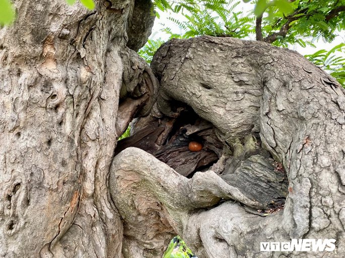 Cặp đôi siêu cây cảnh me - tường vi ế chỏng chơ sau nhiều năm hét giá gần 5 tỷ-6