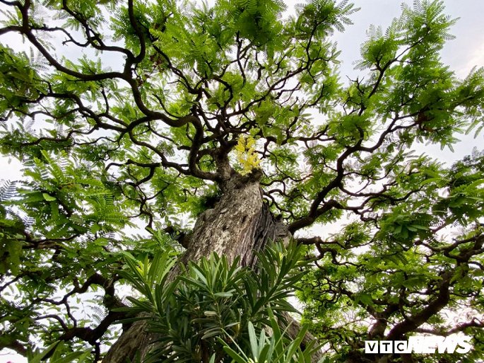 Cặp đôi siêu cây cảnh me - tường vi ế chỏng chơ sau nhiều năm hét giá gần 5 tỷ-7