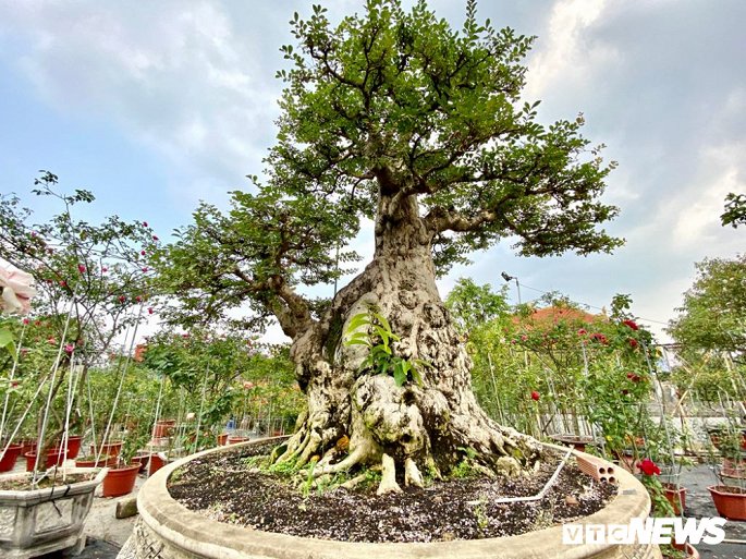 Cặp đôi siêu cây cảnh me - tường vi ế chỏng chơ sau nhiều năm hét giá gần 5 tỷ-8