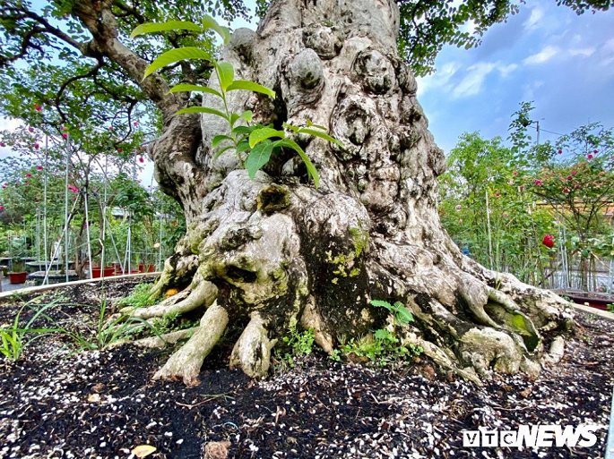 Cặp đôi siêu cây cảnh me - tường vi ế chỏng chơ sau nhiều năm hét giá gần 5 tỷ-9