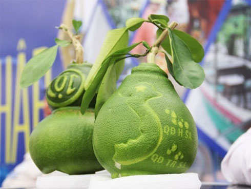 Trai Bắc Giang trồng táo mật xanh giòn, bán 20.000 đồng 1 quả-7