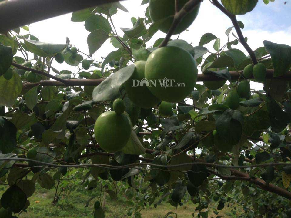 Trai Bắc Giang trồng táo mật xanh giòn, bán 20.000 đồng 1 quả-2