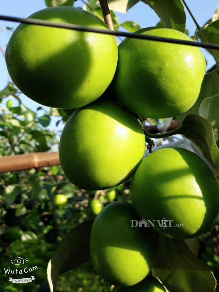 Trai Bắc Giang trồng táo mật xanh giòn, bán 20.000 đồng 1 quả-1