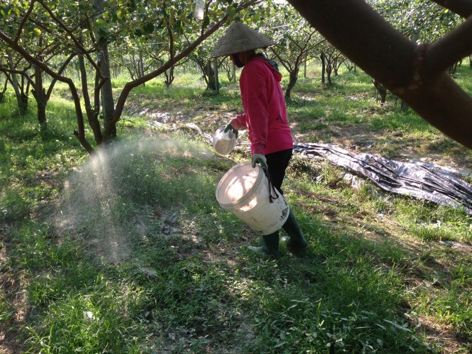 Trai Bắc Giang trồng táo mật xanh giòn, bán 20.000 đồng 1 quả-3