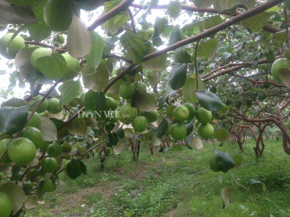 Trai Bắc Giang trồng táo mật xanh giòn, bán 20.000 đồng 1 quả-4
