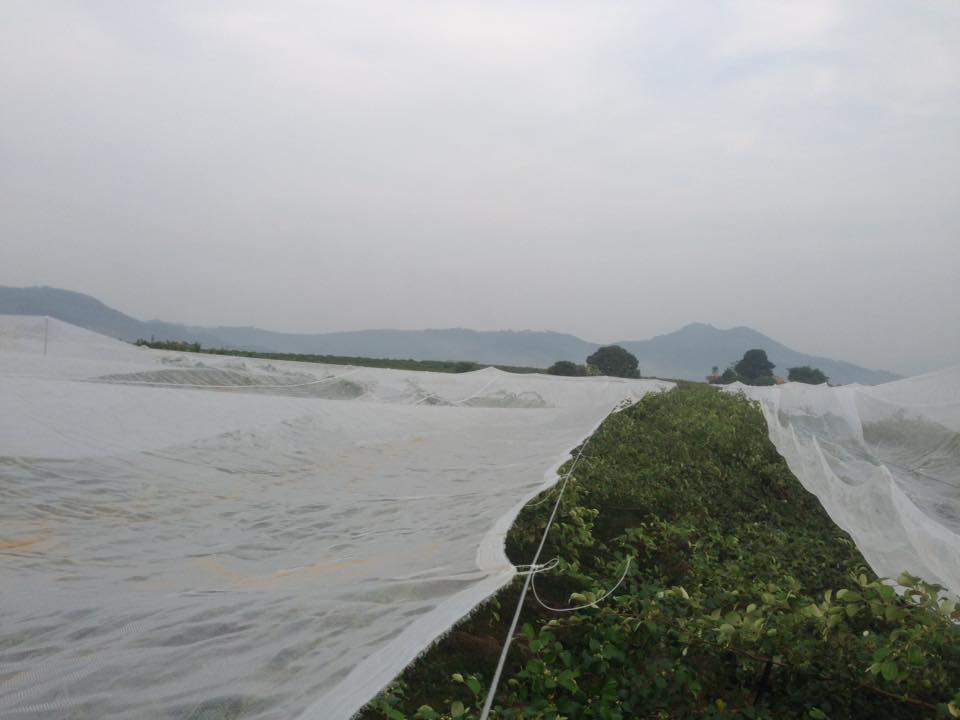 Trai Bắc Giang trồng táo mật xanh giòn, bán 20.000 đồng 1 quả-5