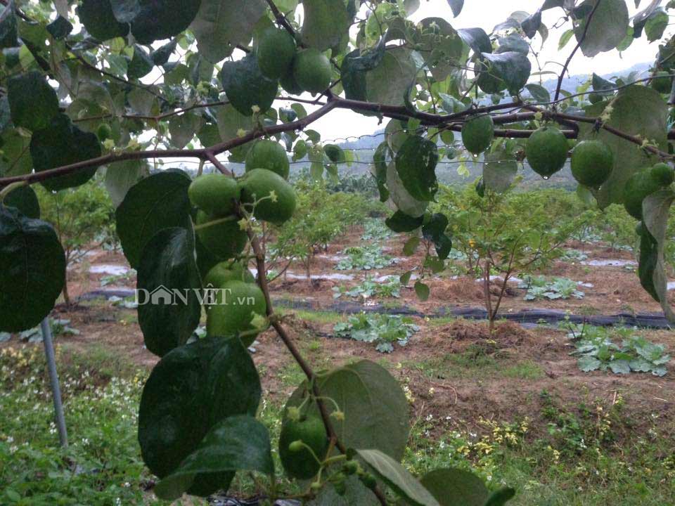 Trai Bắc Giang trồng táo mật xanh giòn, bán 20.000 đồng 1 quả-6