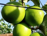 Trai Bắc Giang trồng táo mật xanh giòn, bán 20.000 đồng 1 quả