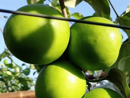 Trai Bắc Giang trồng táo mật xanh giòn, bán 20.000 đồng 1 quả