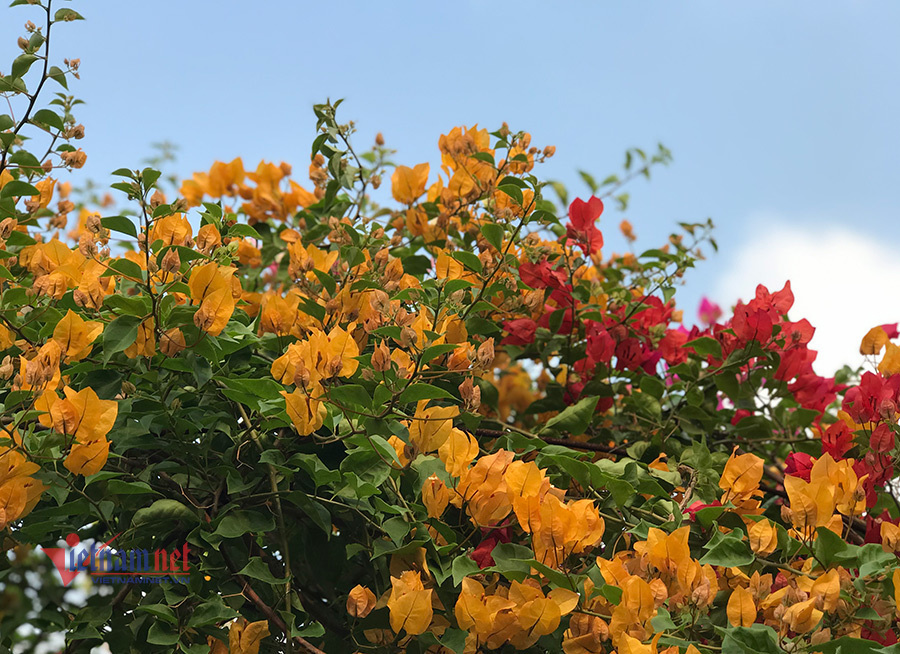 Dân ta lừa dân mình, hàng độc bên Tàu rước về hại nhau-5