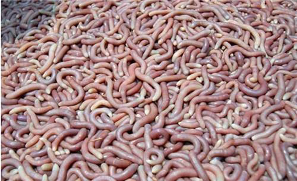 Dân ta lừa dân mình, hàng độc bên Tàu rước về hại nhau-7