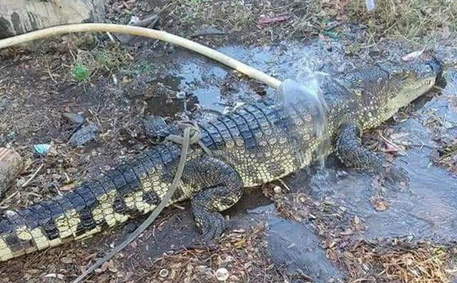Người dân hoảng hốt phát hiện cá sấu dài gần 2m, nặng 20kg trên Quốc lộ 1A-1