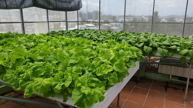 Vườn rau sân thượng, toàn cây khổng lồ của ông bố đảm Nha Trang-9