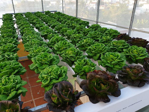 Độc đáo nông trại trồng rau, nuôi gà trên sân thượng, giữa lưng trời ở Hà Nội-10