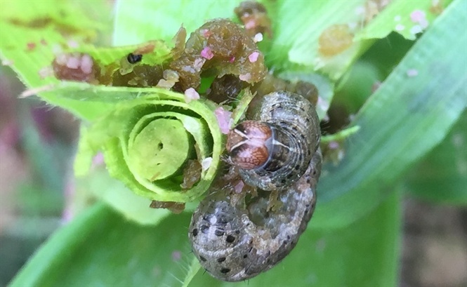 Sinh vật đáng sợ tấn công Việt Nam, bộ lùng diệt, dân vô tư ăn-3