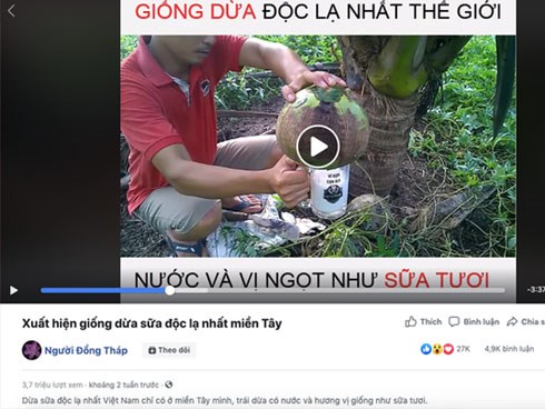 Kỳ lạ “dừa sữa độc lạ nhất miền Tây” đang gây tranh cãi kịch liệt: Là có thật hay chiêu trò câu view?