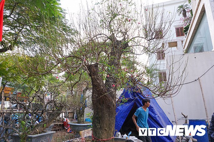 Gốc đào rừng nặng 1 tấn, cao 5 mét hút hồn mọi dân chơi-1