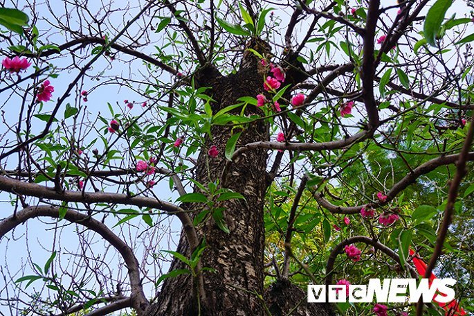 Gốc đào rừng nặng 1 tấn, cao 5 mét hút hồn mọi dân chơi-2