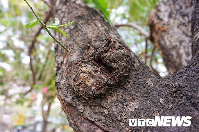 Gốc đào rừng nặng 1 tấn, cao 5 mét hút hồn mọi dân chơi-3