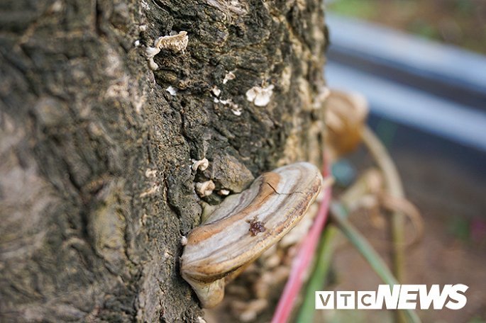 Gốc đào rừng nặng 1 tấn, cao 5 mét hút hồn mọi dân chơi-6