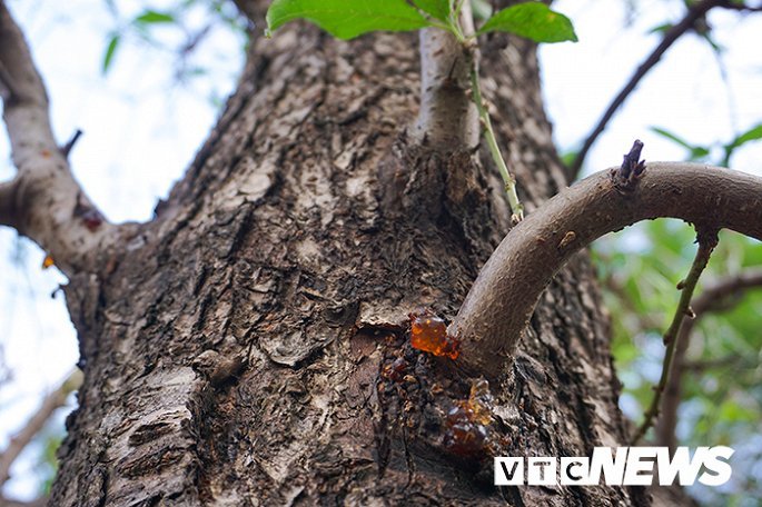 Gốc đào rừng nặng 1 tấn, cao 5 mét hút hồn mọi dân chơi-8