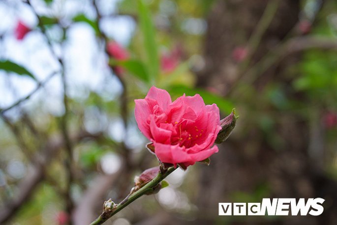 Gốc đào rừng nặng 1 tấn, cao 5 mét hút hồn mọi dân chơi-9