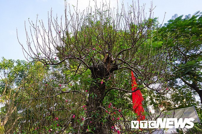 Gốc đào rừng nặng 1 tấn, cao 5 mét hút hồn mọi dân chơi-10