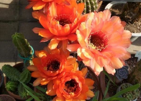 Trồng hoa cho thêm 1 viên thuốc này vào, cây tươi rói, tốt hơn cả phân bón-1