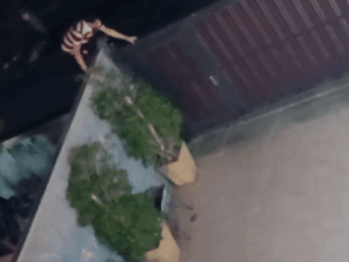 Người đàn ông đi ôtô trộm hoa hồng lúc rạng sáng-1