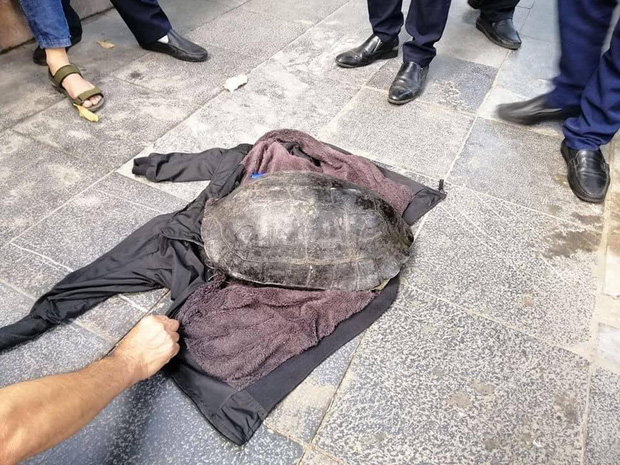 Hà Nội: Người đàn ông bắt được con rùa nặng hơn 10kg dưới hồ Gươm-2