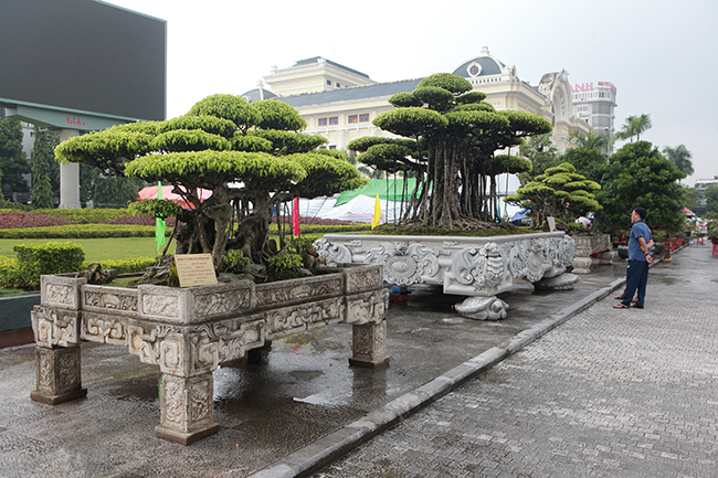 Choáng ngợp bộ 3 cây sanh giá 25 tỷ ở làng nghề cây cảnh lớn nhất miền Bắc-1