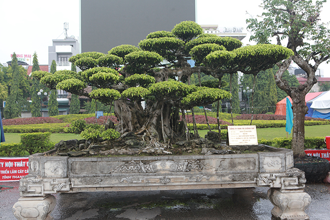 Choáng ngợp bộ 3 cây sanh giá 25 tỷ ở làng nghề cây cảnh lớn nhất miền Bắc-10
