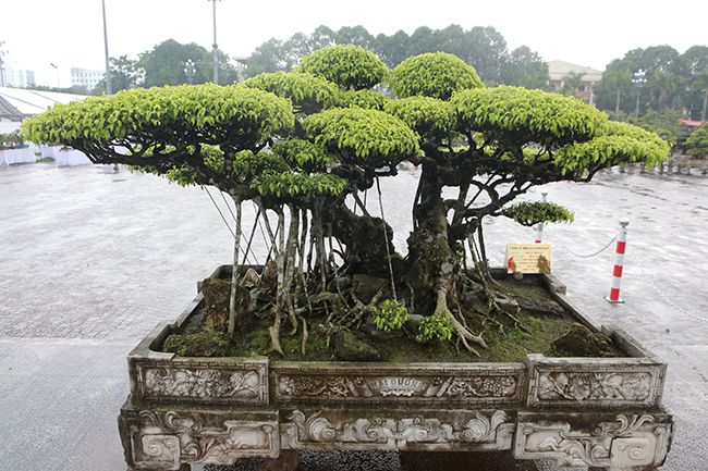 Choáng ngợp bộ 3 cây sanh giá 25 tỷ ở làng nghề cây cảnh lớn nhất miền Bắc-11