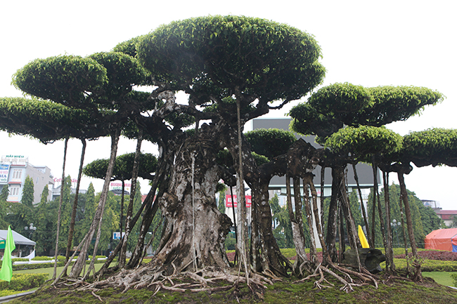 Choáng ngợp bộ 3 cây sanh giá 25 tỷ ở làng nghề cây cảnh lớn nhất miền Bắc-13