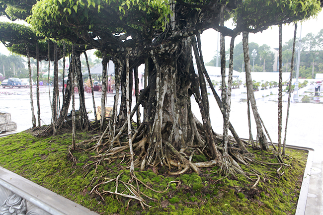 Choáng ngợp bộ 3 cây sanh giá 25 tỷ ở làng nghề cây cảnh lớn nhất miền Bắc-14